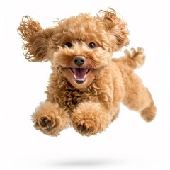 ginger toy poodle puppy jumping in the studio