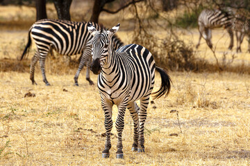 Zebra - Tarangire, Serengeti, Ngorongoro