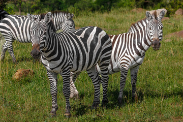 Obraz premium Zebra - Tarangire, Serengeti, Ngorongoro