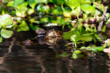 Yacare Caiman (Caiman yacare) in the Water in Brazil in Brazil