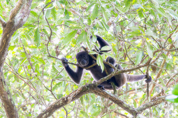 The Endangered Gray Woolly Monkey (Lagothrix lagothricha ssp. cana) in a Forest in Brazil
