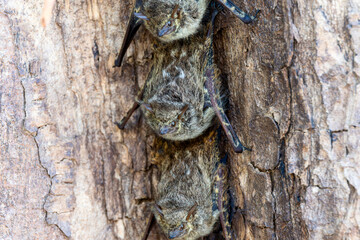 Proboscis Bat (Rhynchonycteris naso) Resting on a Tree in a Group During Daylight