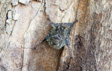 Proboscis Bat (Rhynchonycteris naso) Resting on a Tree During Daylight