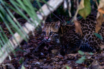 Beautiful Wild Ocelot (Leopardus pardalis) in a Brazil Forest at Night