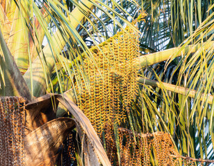 Moriche Palm (Mauritia flexuosa) in Brazil