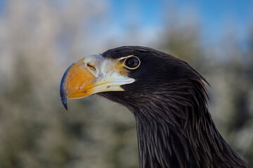 Eagle eye. Portrait of Steller's sea eagle, Haliaeetus pelagicus, in winter nature. Pacific sea eagle in frosty morning. Majestic bird of prey with large hooked beak. Heaviest eagle in the world.