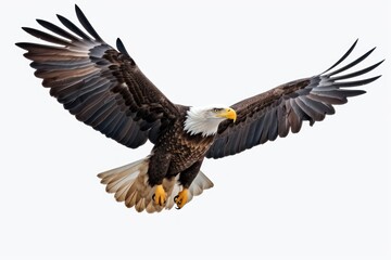 Bald Eagle (Haliaeetus leucocephalus) flying isolated on white background
