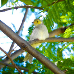 White-plumed Honeyeater