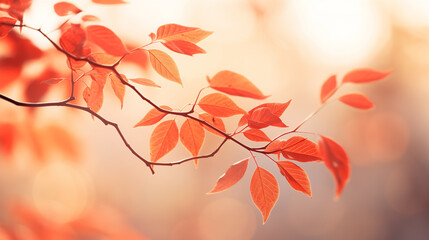 Naklejka na ściany i meble Red japanese leaves in the sun, blur background, soft focus, light gold and light amber, joyful celebration of nature