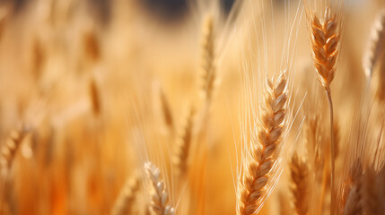Obraz premium Wheat field, spikelets of wheat as a Ukrainian symbol