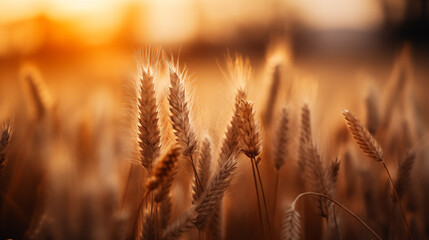 Obraz premium Wheat field, spikelets of wheat as a Ukrainian symbol