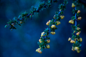 flowers on blue background