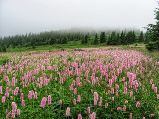 The field is overgrown with Bistorta officinalis