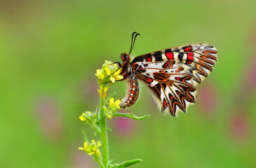 Zerynthia polyxena 981