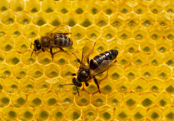 Young queen bee on a honeycomb.
The queen bee cleans her wings and body of honey that has fallen on them.
