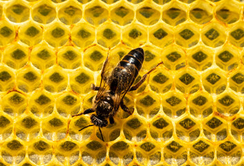 Young queen bee on a honeycomb.
The queen bee cleans her wings and body of honey that has fallen on them.
