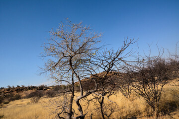 Dry trees grow in a desert area. Global warming and dry climate