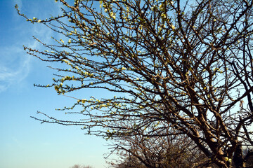 A big branchy tree grows against the background of the blue sky. Global warming and dry climate