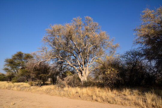 Dry trees grow in a desert area. Global warming and dry climate
