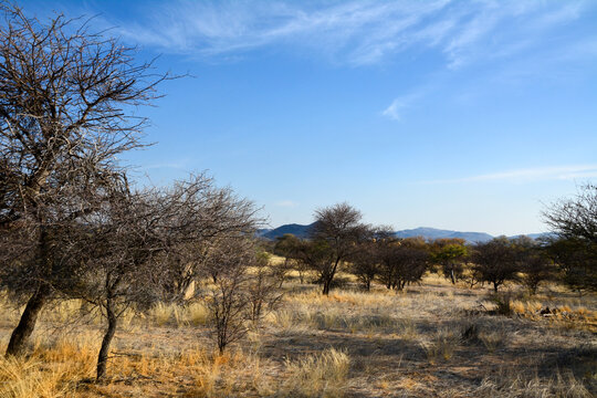 Dry small trees and bushes grow in a desert area against a background of blue clear sky and distant mountains