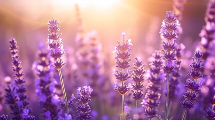 Sunlit lavender field generative ai
