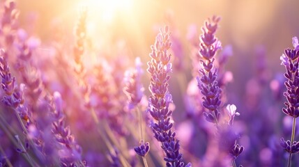 Sunlit lavender field generative ai - obrazy, fototapety, plakaty