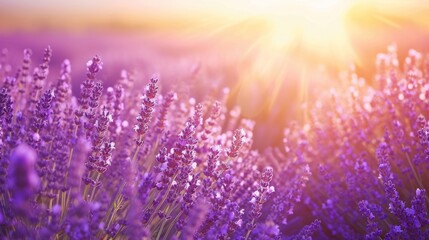 Sunlit lavender field generative ai - obrazy, fototapety, plakaty