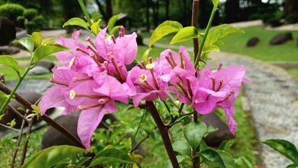 Bougainvillea pink flowers