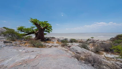 Foto op Canvas Baobab tree at Lekhubu Island, Botswana © Jose