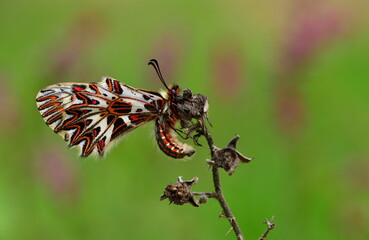 Zerynthia polyxena 983