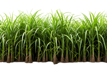sugar cane plantation isolated on transparent background ,generative ai