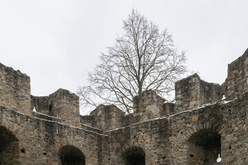Burgruine Waxenberg Mauer mit Baum