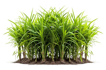 sugar cane plantation isolated on transparent background ,generative ai