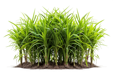 sugar cane plantation isolated on transparent background ,generative ai