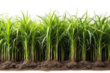 sugar cane plantation isolated on transparent background ,generative ai