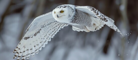 Captivating Female Snowy Owl Soars Majestically Over Farmer's Field in Breathtaking Flight