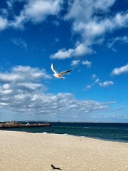 Seagulls on the Black Sea shore