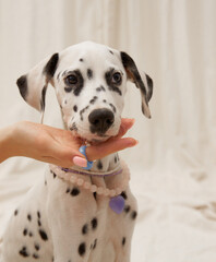Dalmatian puppy in a natural stone necklace