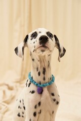 Dalmatian puppy in a natural stone necklace