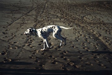 Dalmatian run on the sand in the sun