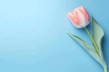 Pastel Blue Tulip Flower on Flat Lay Background AI Generated