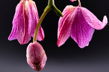 pink orchid flower