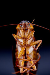 cockroach 