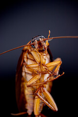 cockroach