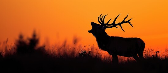 Red deer stag silhouette roaring at sunset. - obrazy, fototapety, plakaty