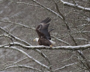 Bald Eagle Flying Though Trees