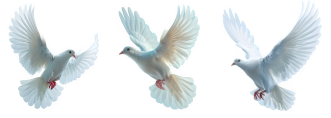 set of white dove flying isolated on transparent background ,flying pigeon png ,generative ai