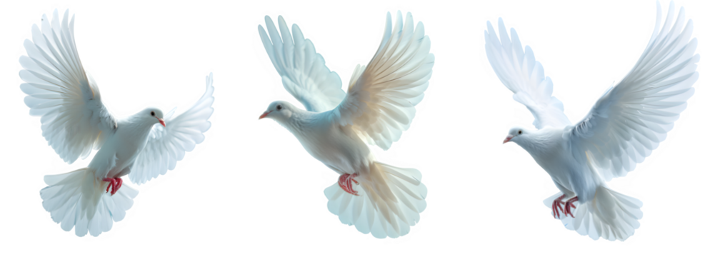 set of white dove flying isolated on transparent background ,flying pigeon png ,generative ai - Powered by Adobe
