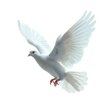 white dove flying isolated on transparent background ,flying pigeon png ,generative ai