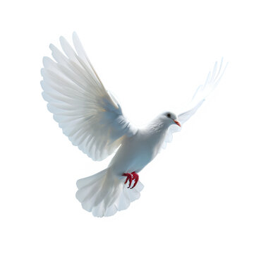white dove flying isolated on transparent background ,flying pigeon png ,generative ai